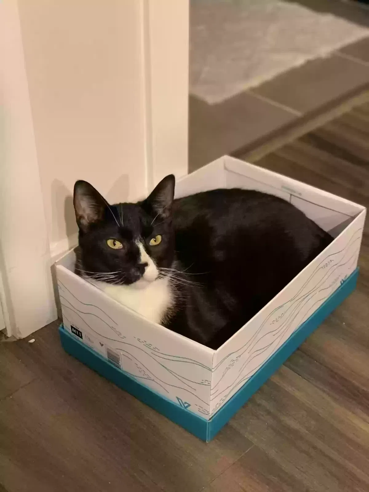 Lost cat in Henrico, VA, 23229