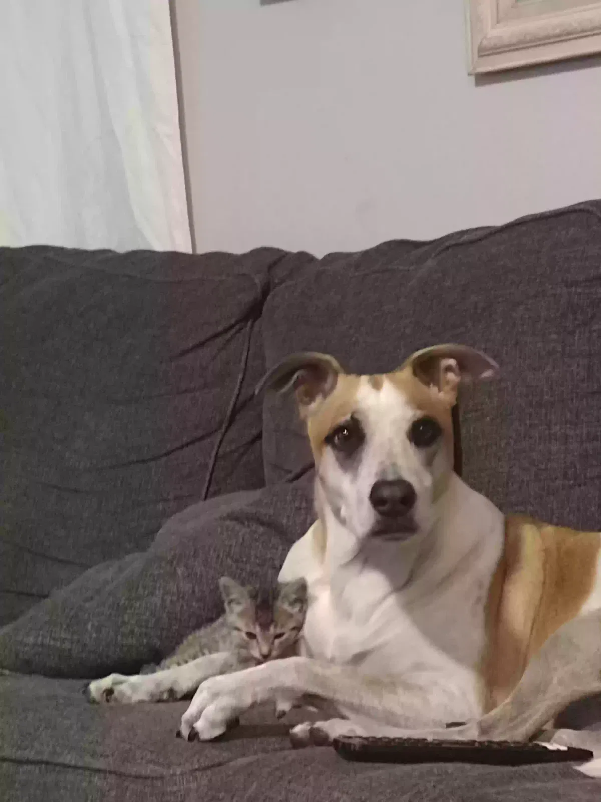 Found dog in Peoria, AZ, 85345