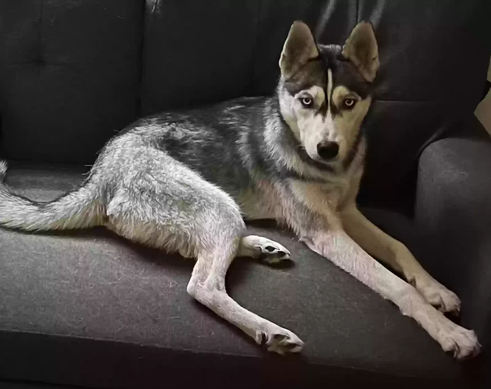 Lost dog in Fort Lauderdale, FL, 33304