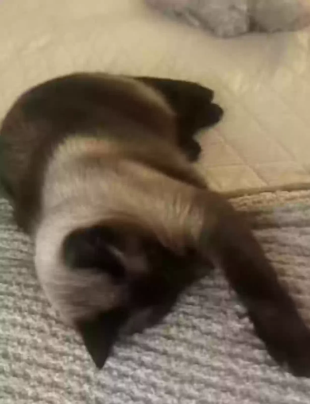 Lost cat in Sacramento, CA, 95823