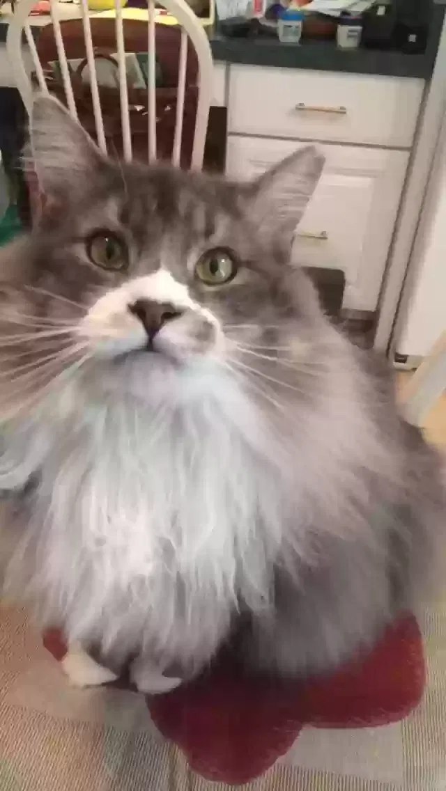 Lost cat in Richmond, VA, 23235