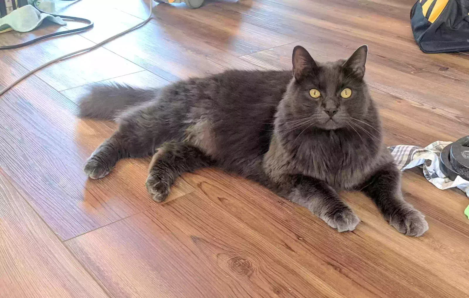 Lost cat in Unknown, OR, 97003