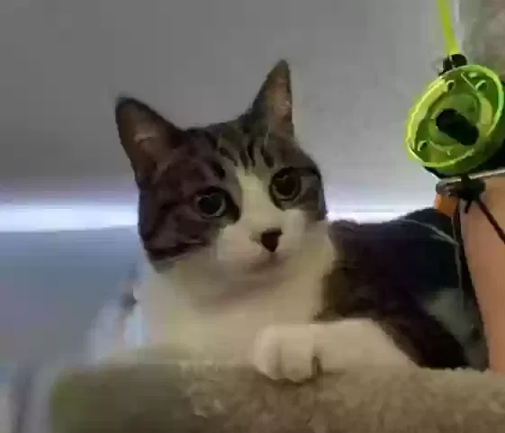 Lost cat in Camarillo, CA, 93010