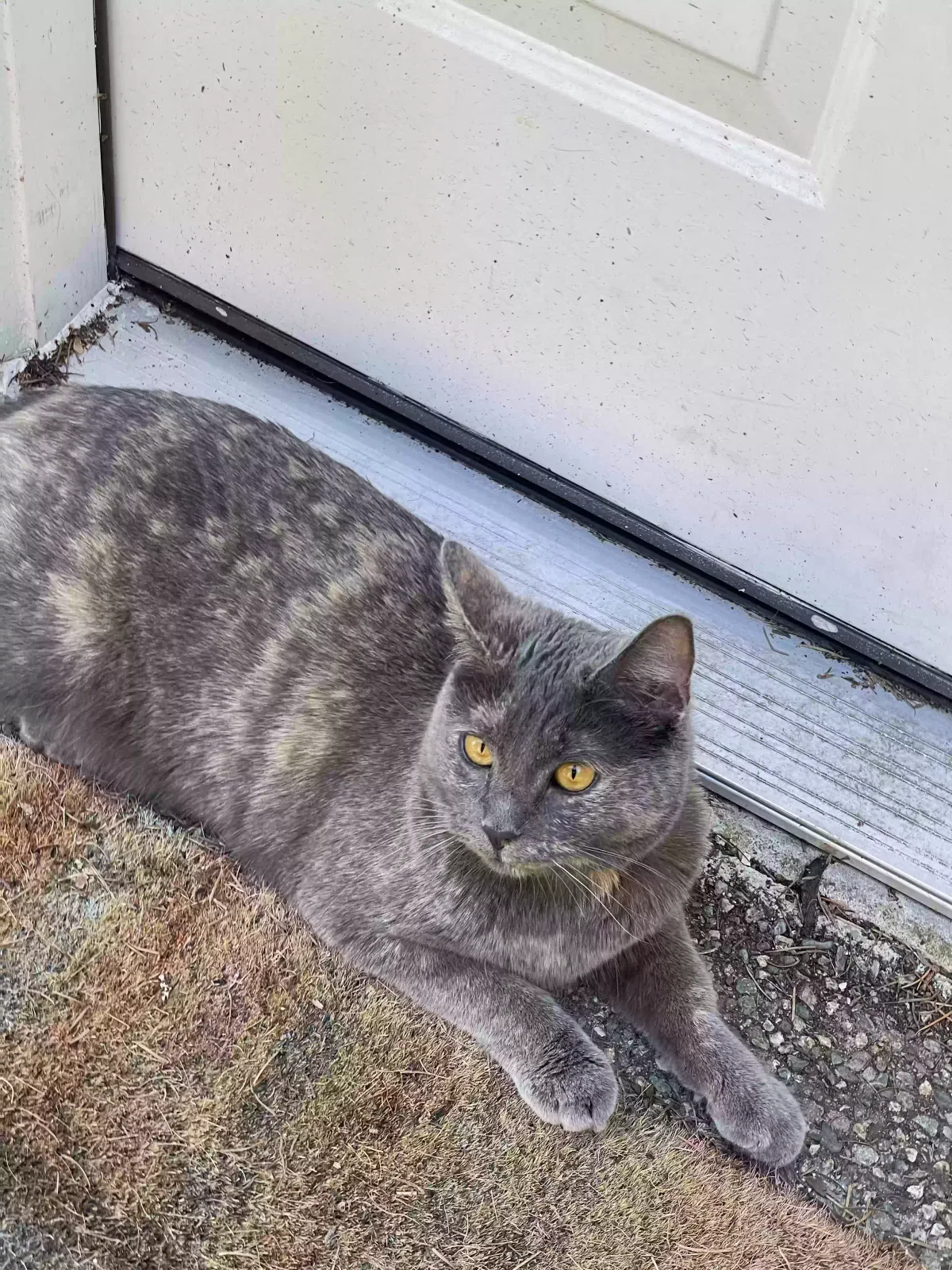 Lost cat in Marysville, WA, 98271