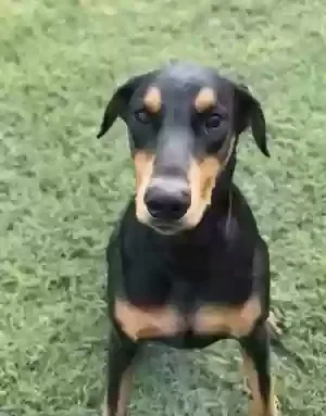 Lost dog in Little Rock, AR, 72211