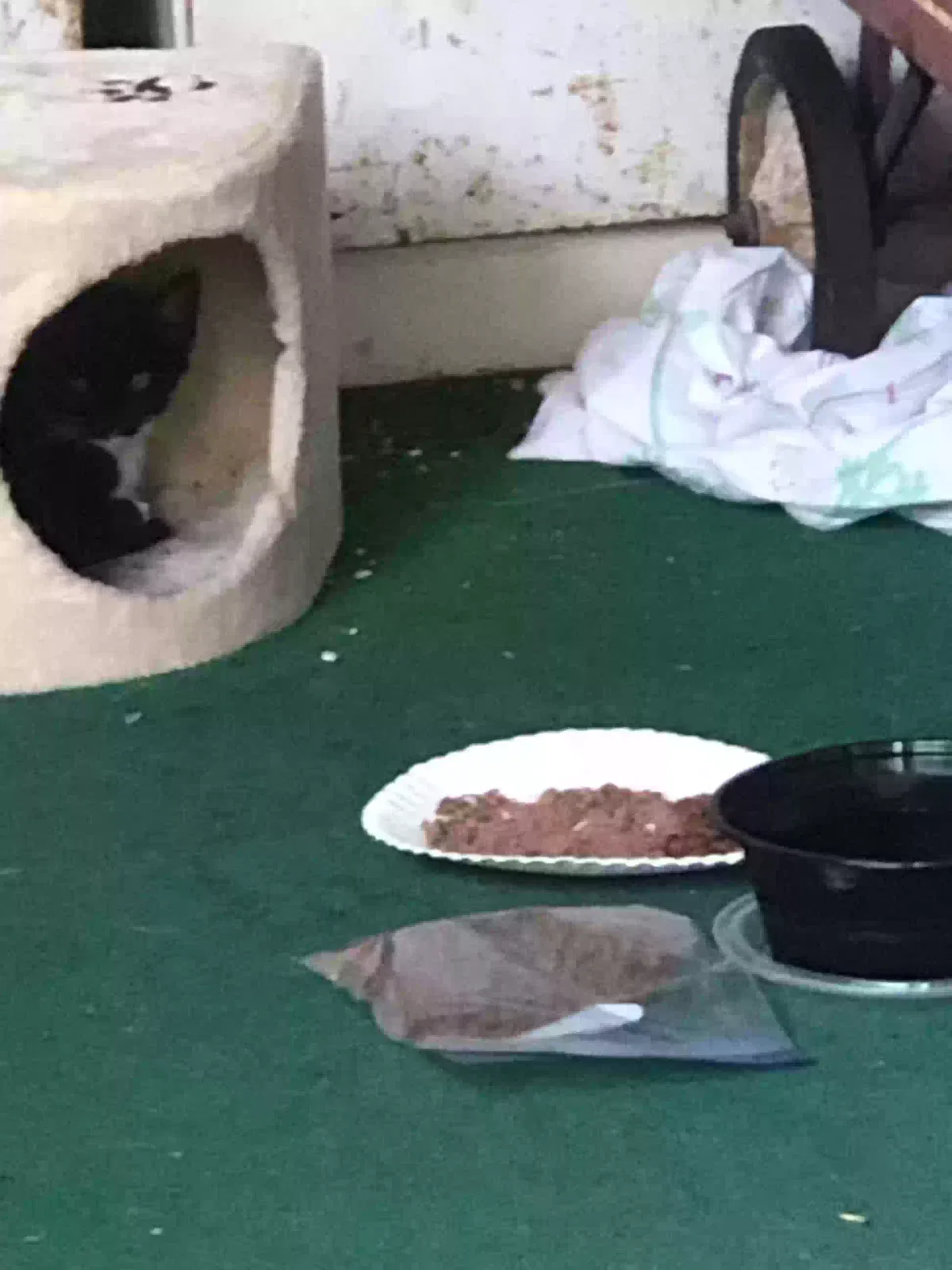 Found cat in Laguna Woods, CA, 92637