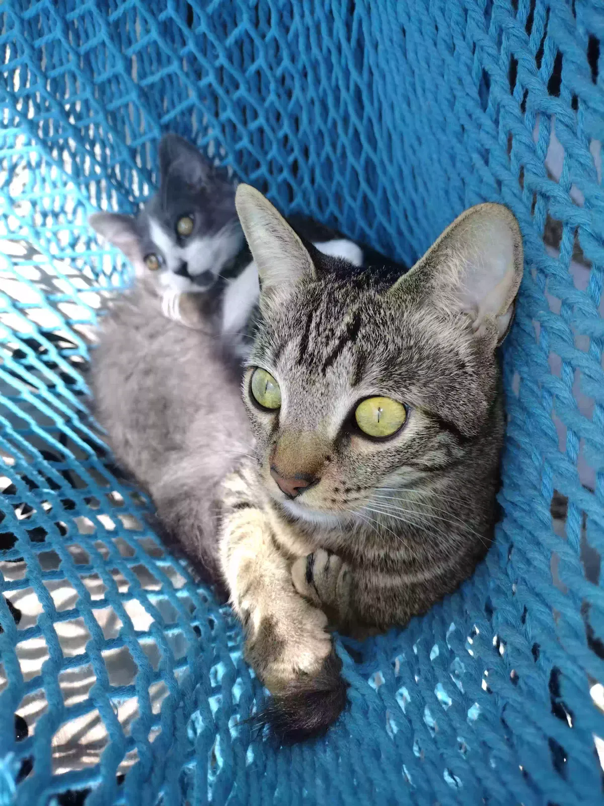 Lost cat in Costa Mesa, CA, 92626
