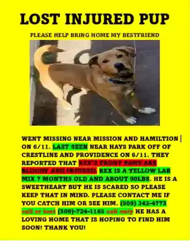 Lost dog in Spokane, WA, 99208