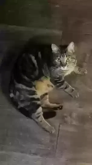 Lost cat in Owens Cross Roads, AL, 35763