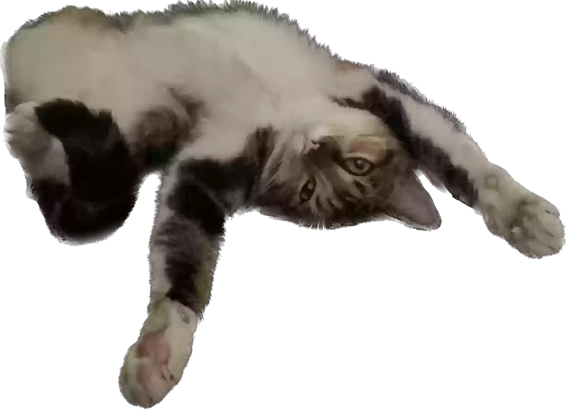 Lost cat in Apache Junction, AZ, 85119