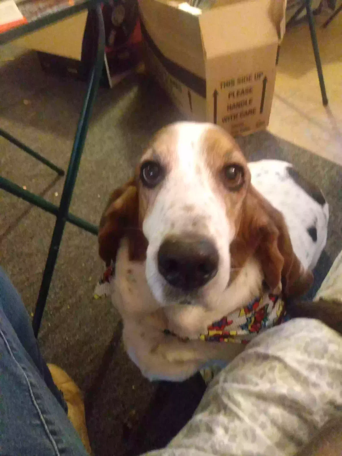 Lost dog in Paragould, AR, 72450