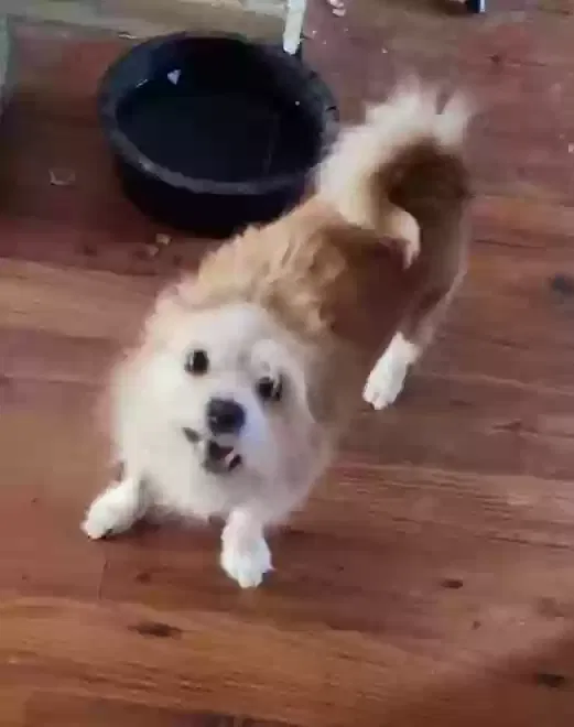 Lost dog in Colorado Springs, CO, 80922