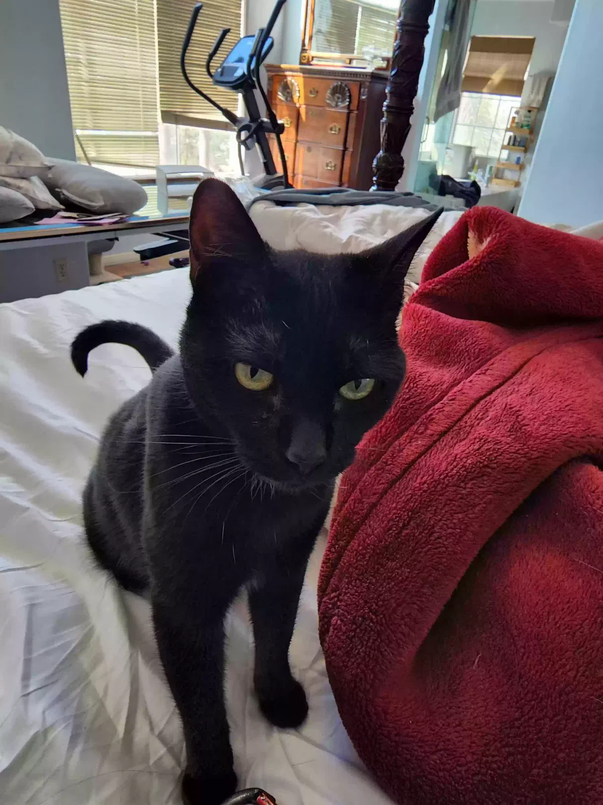 Lost cat in San Bernardino, CA, 92407