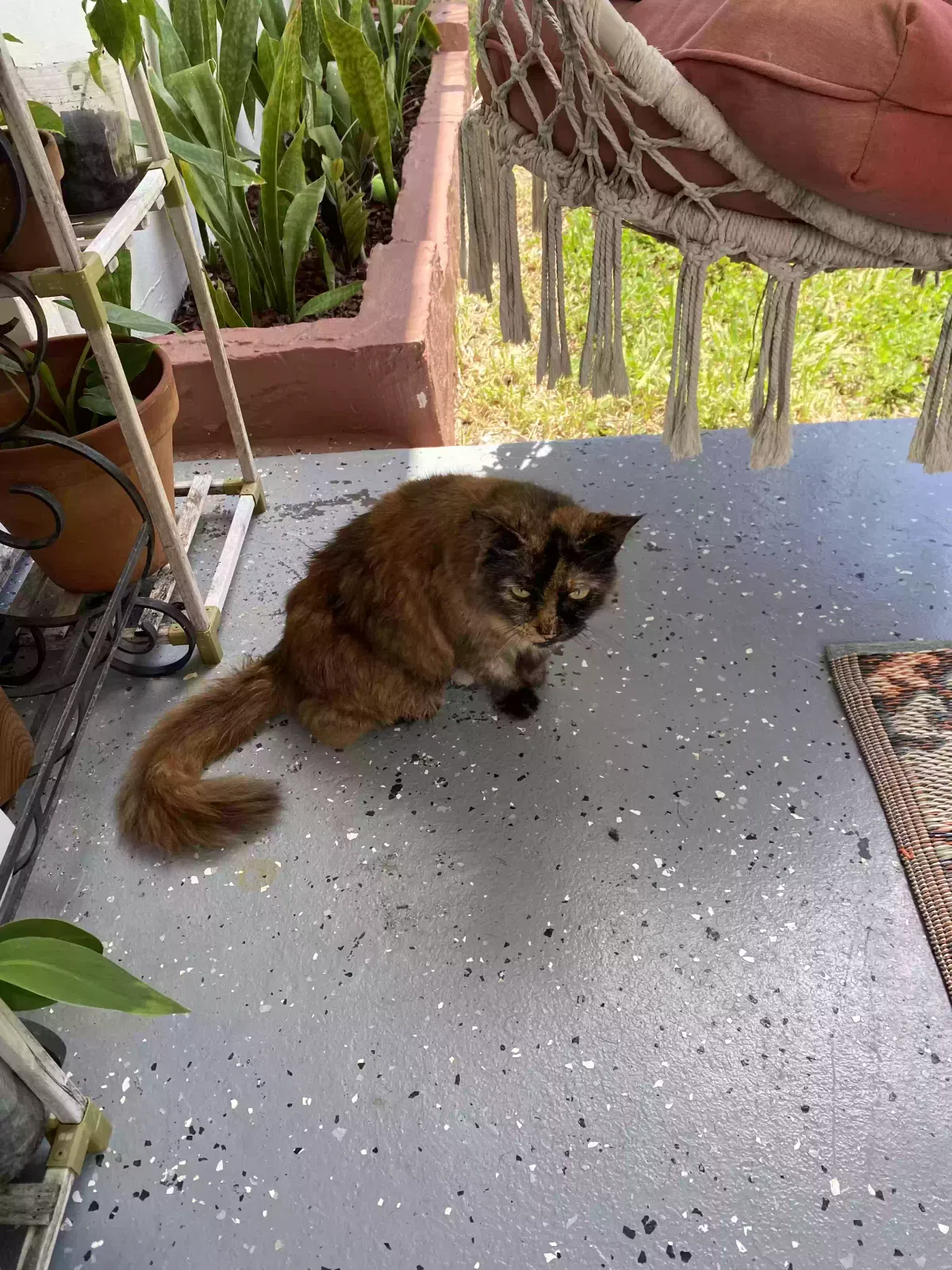 Found cat in West Palm Beach, FL, 33407