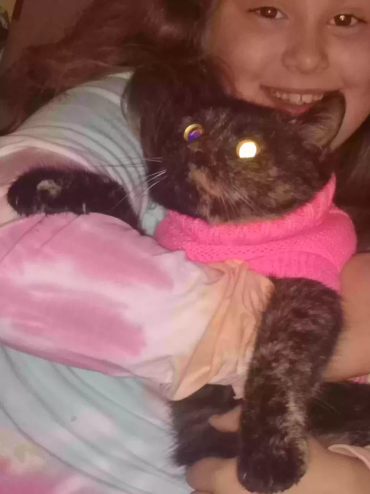 Lost cat in New Vienna, OH, 45159