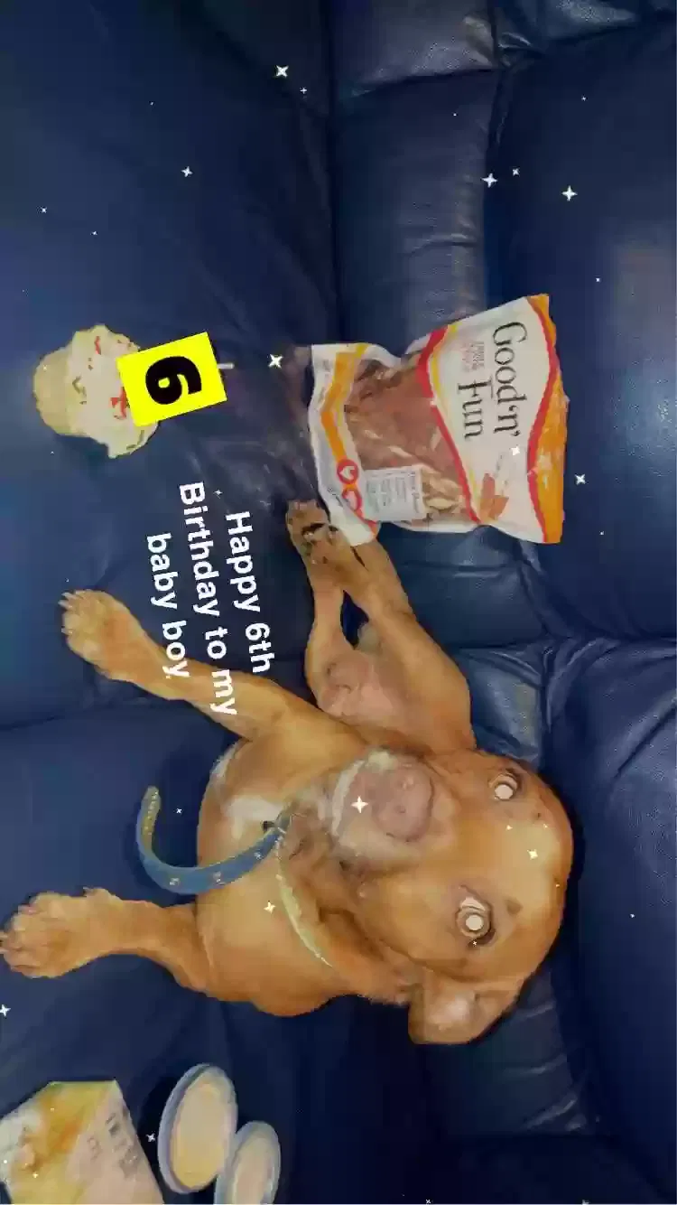 Lost dog in Arcadia, FL, 34266