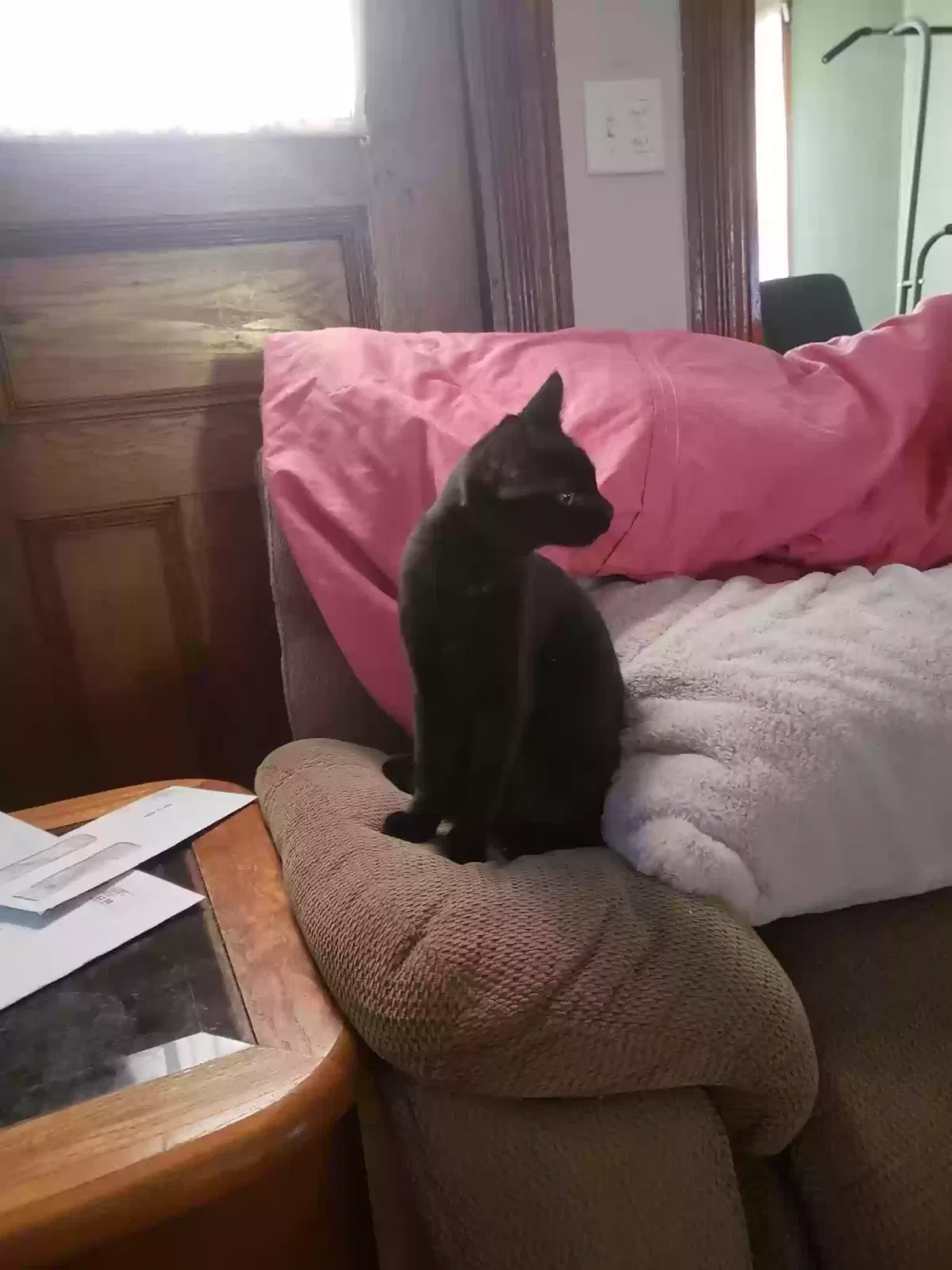 Lost cat in Syracuse, NY, 13204