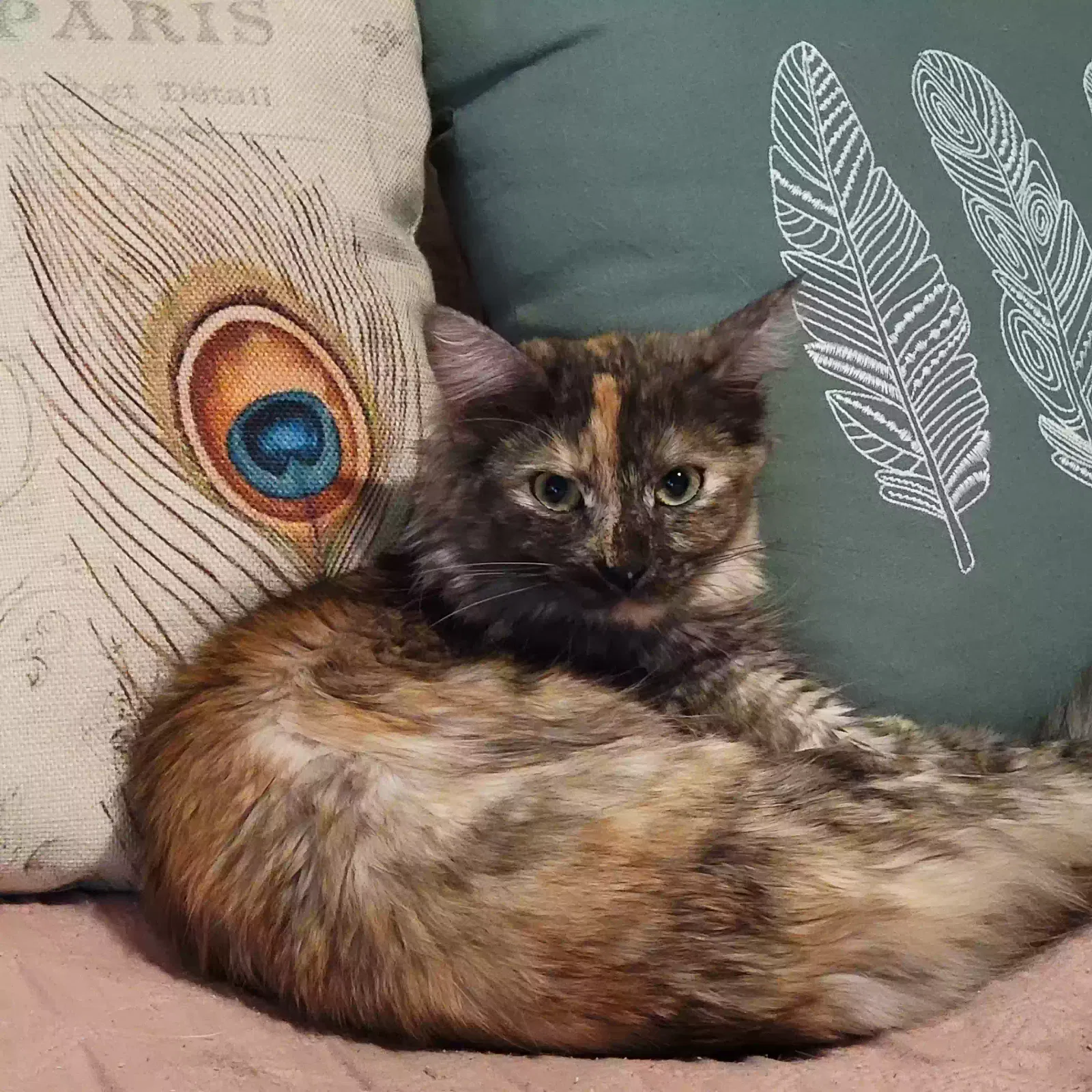 Lost cat in Carmichael, CA, 95608