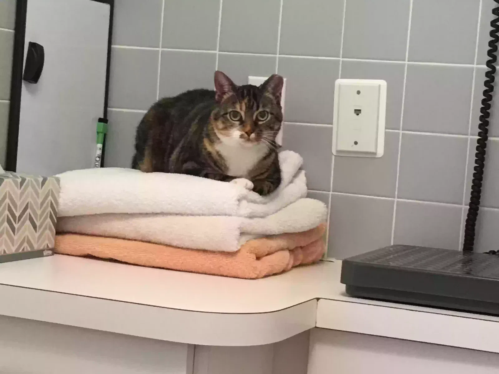 Lost cat in Media, PA, 19065