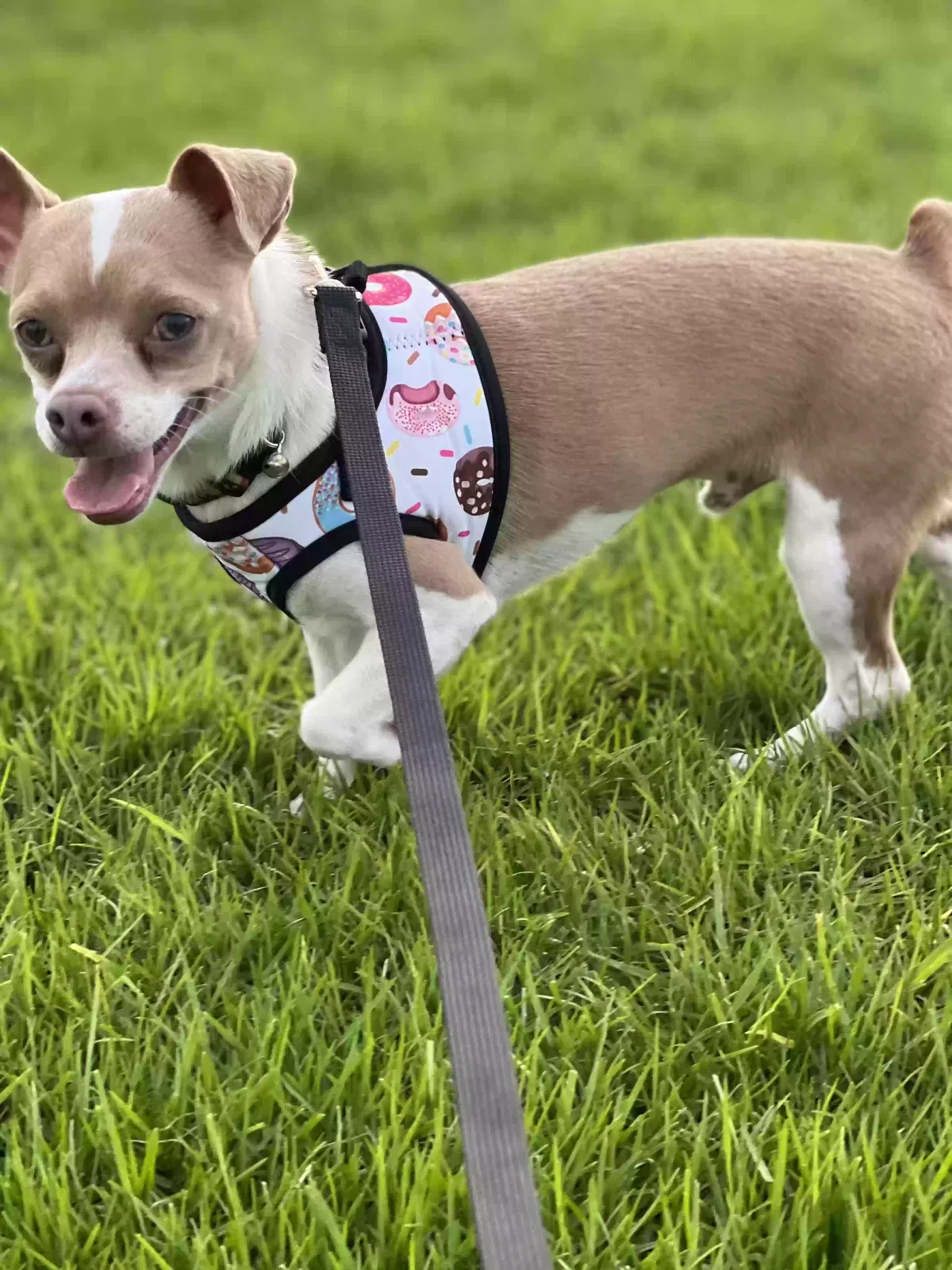 Lost dog in Santa Ana, CA, 92704
