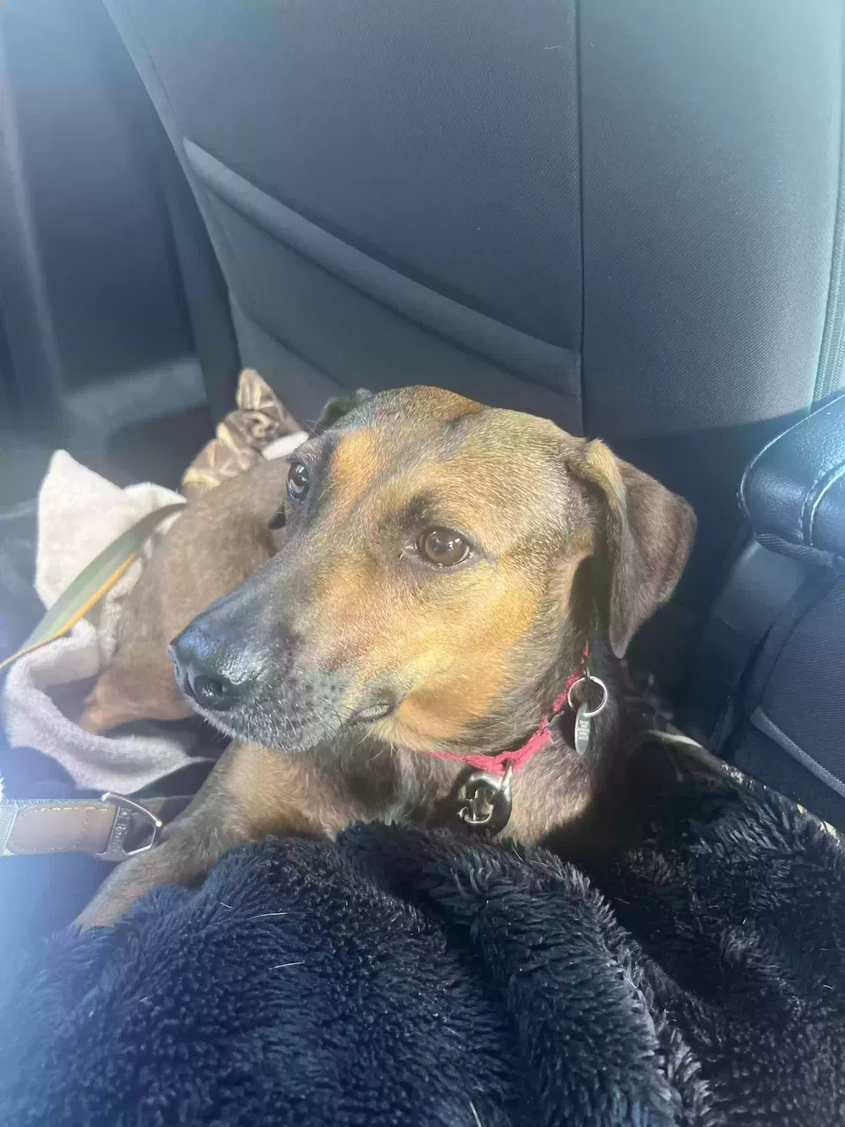 Lost dog in West Palm Beach, FL, 33409