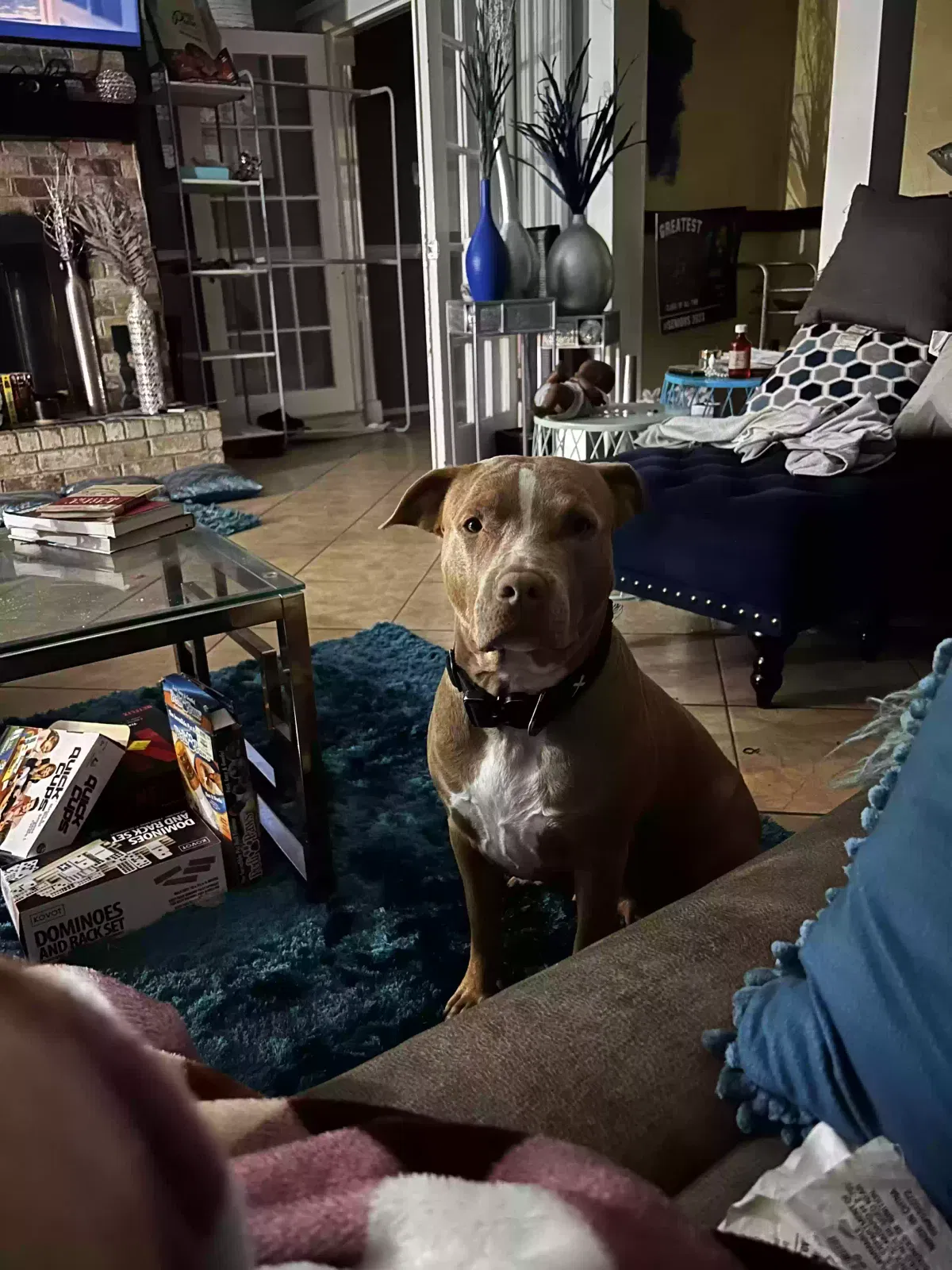 Lost dog in Fort Worth, TX, 76133
