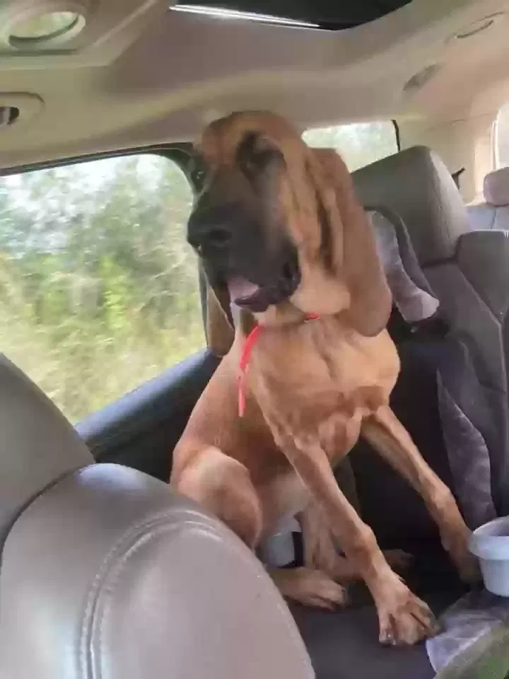 Lost dog in Summerdale, AL, 36580