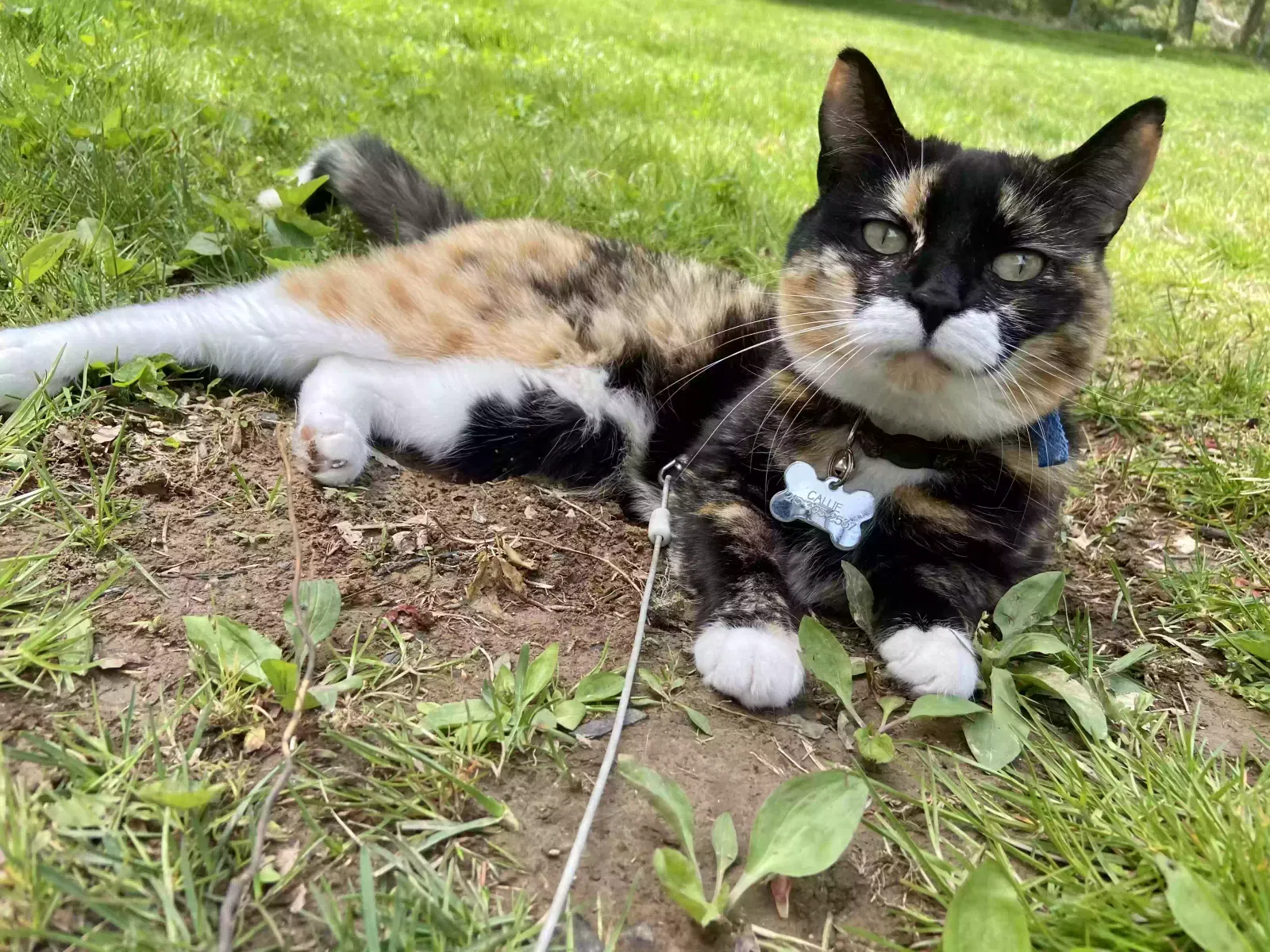 Lost cat in Warminster, PA, 18974