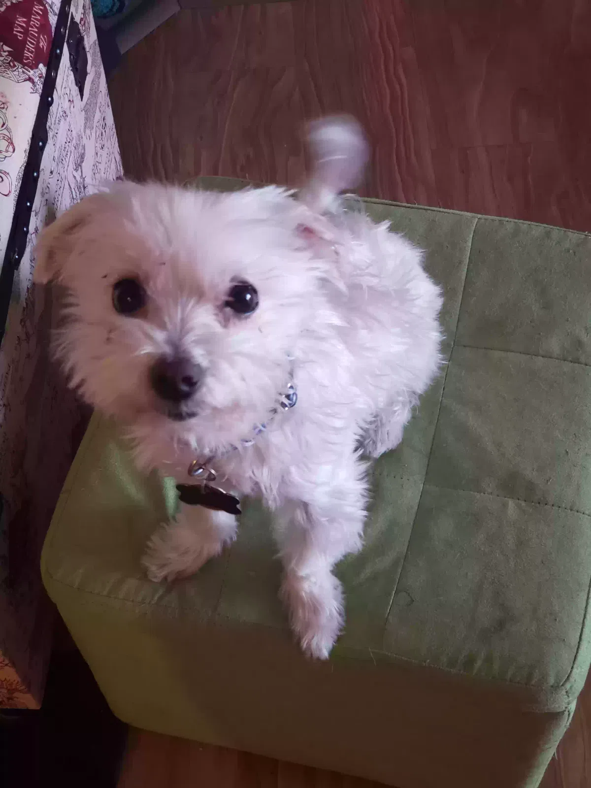 Lost dog in Springfield, MO, 65802