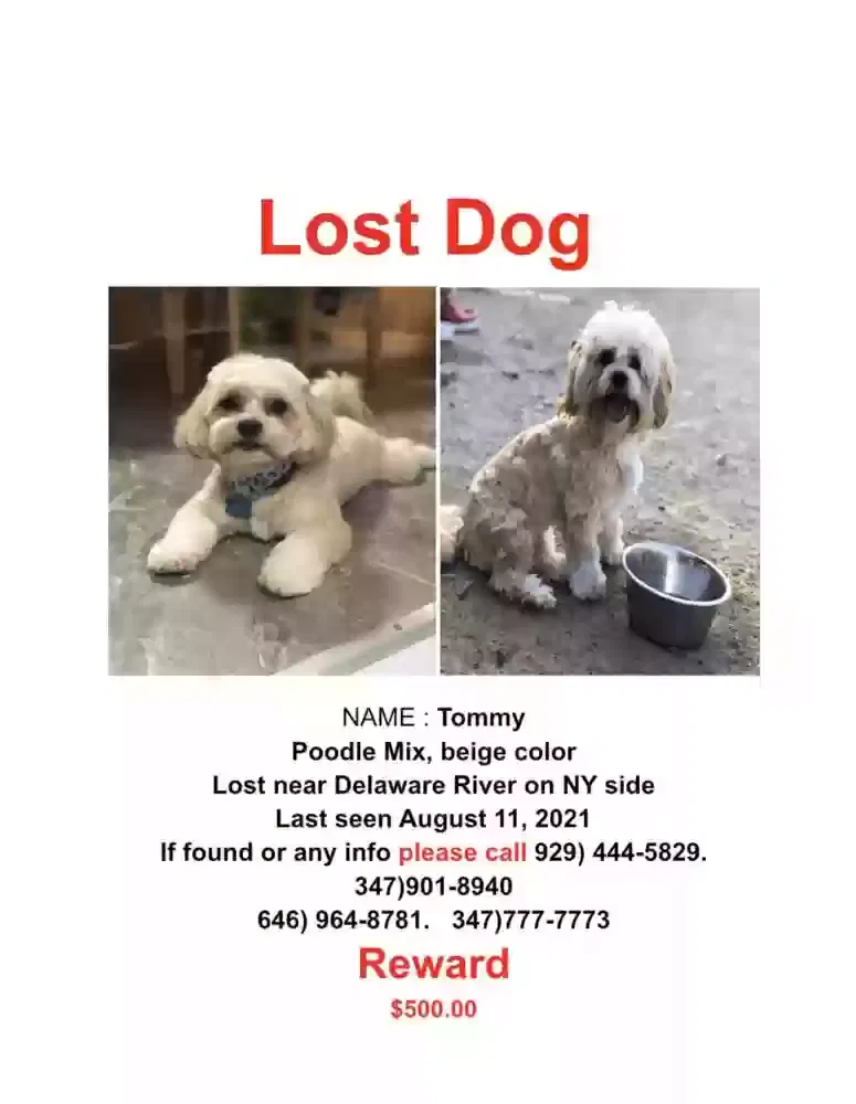 Lost dog in Port Jervis, NY, 12771
