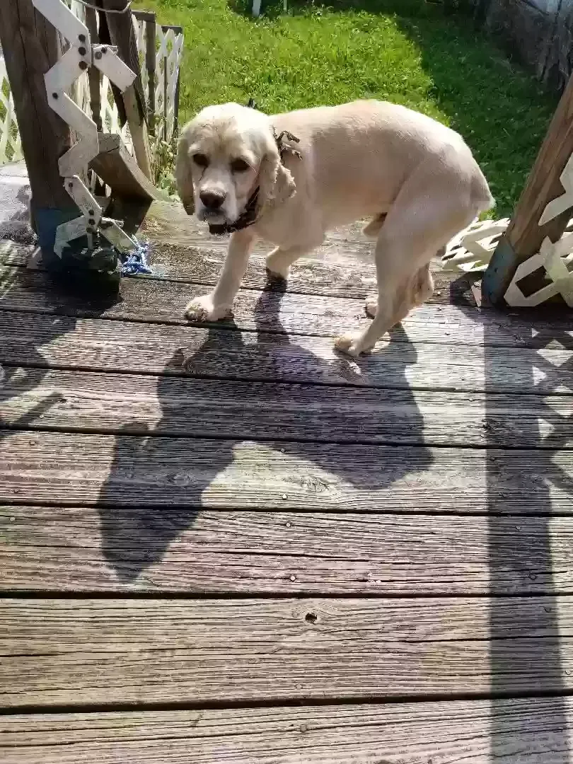 Found dog in Fayetteville, TN, 37334