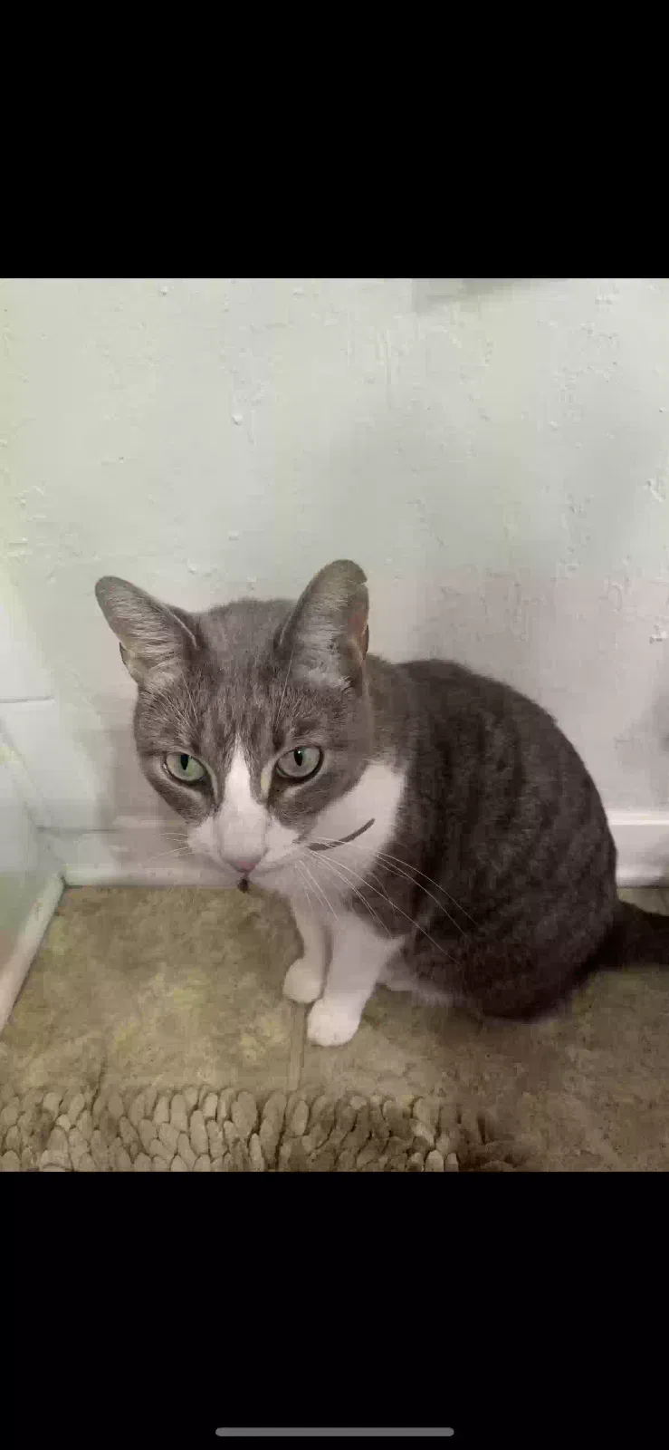 Lost cat in Bossier City, LA, 71111