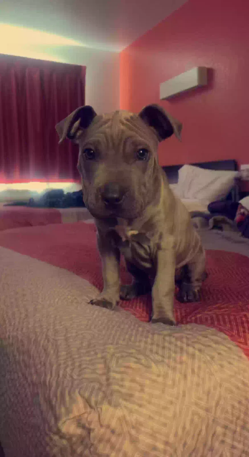 Lost dog in San Ysidro, CA, 92173
