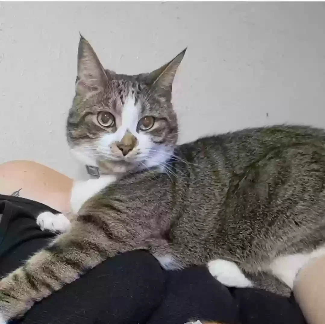 Lost cat in Silver Creek, NY, 14136