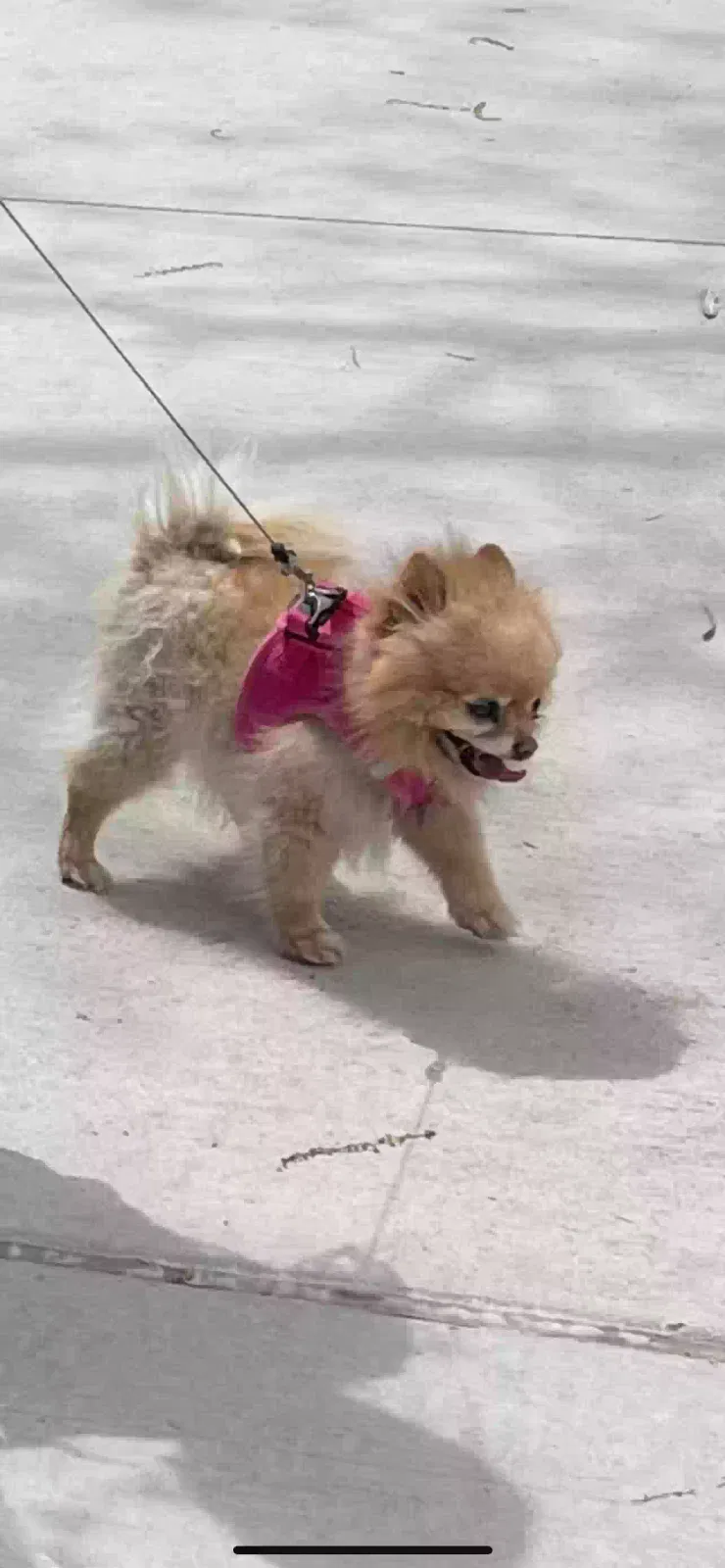 Lost dog in Denver, CO, 80219