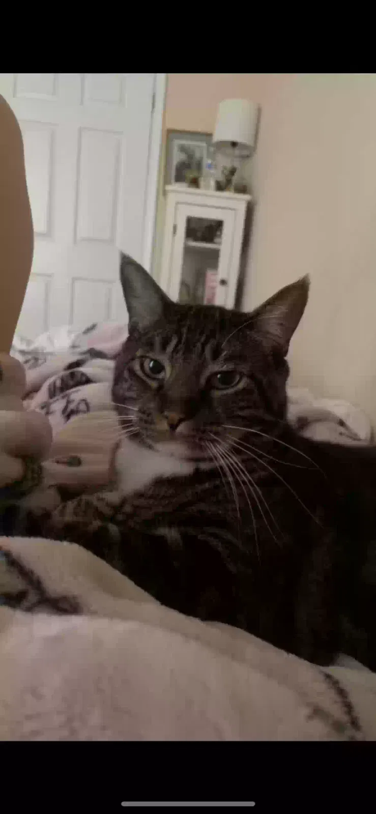 Lost cat in Chula Vista, CA, 91913
