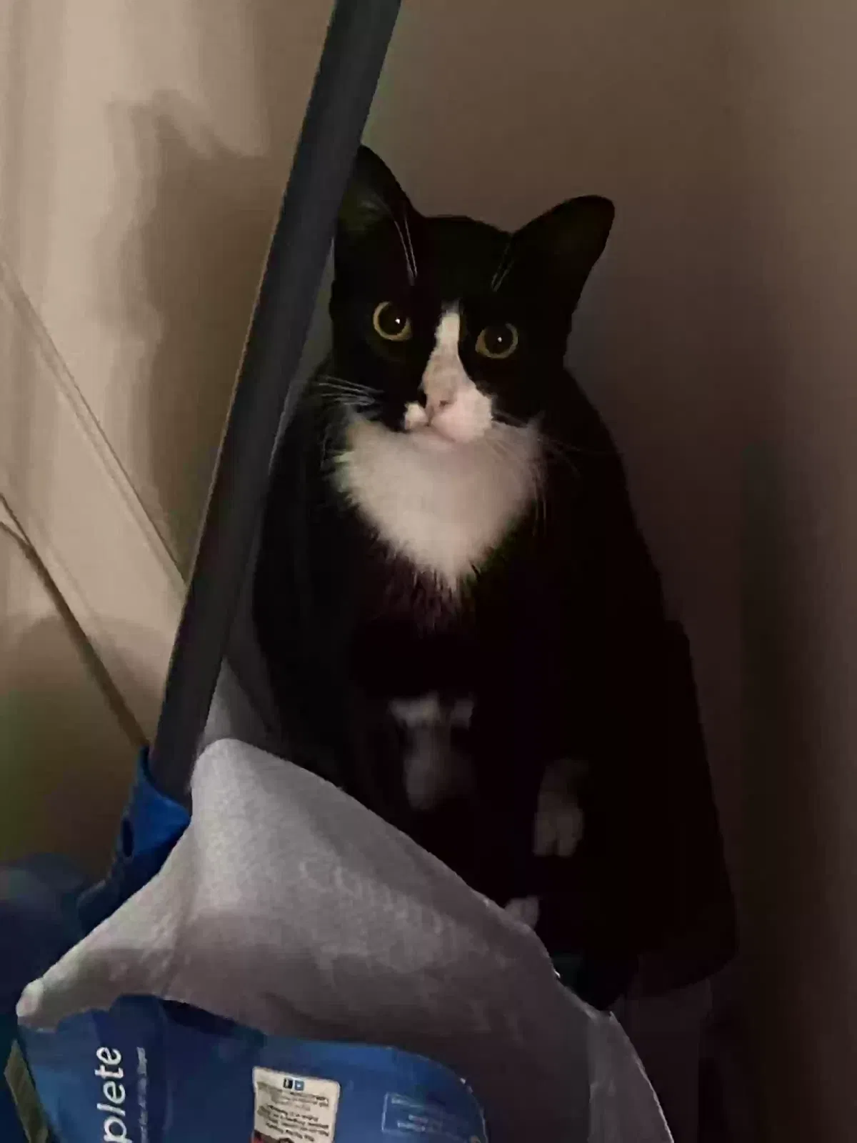 Lost cat in Casselberry, FL, 32707