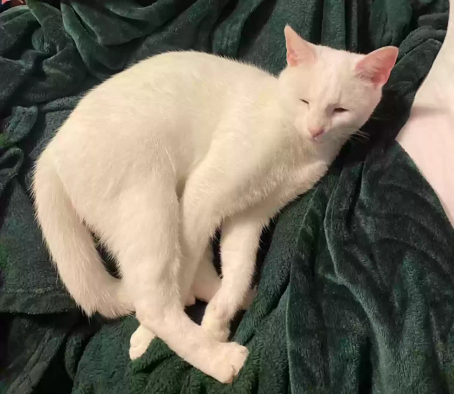Lost cat in Chattanooga, TN, 37415