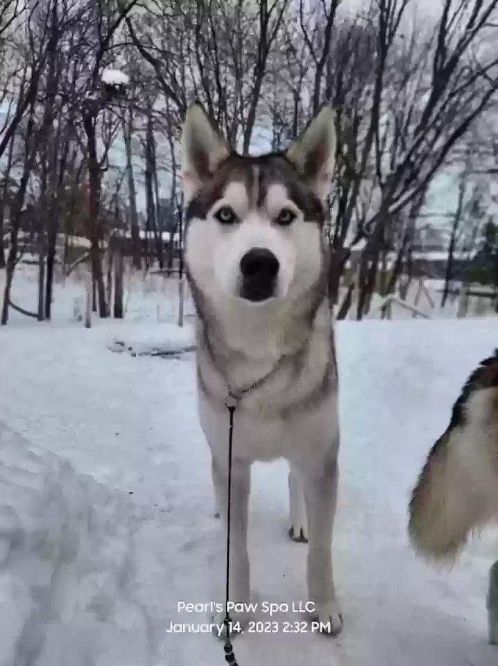 Lost dog in Annandale, MN, 55302