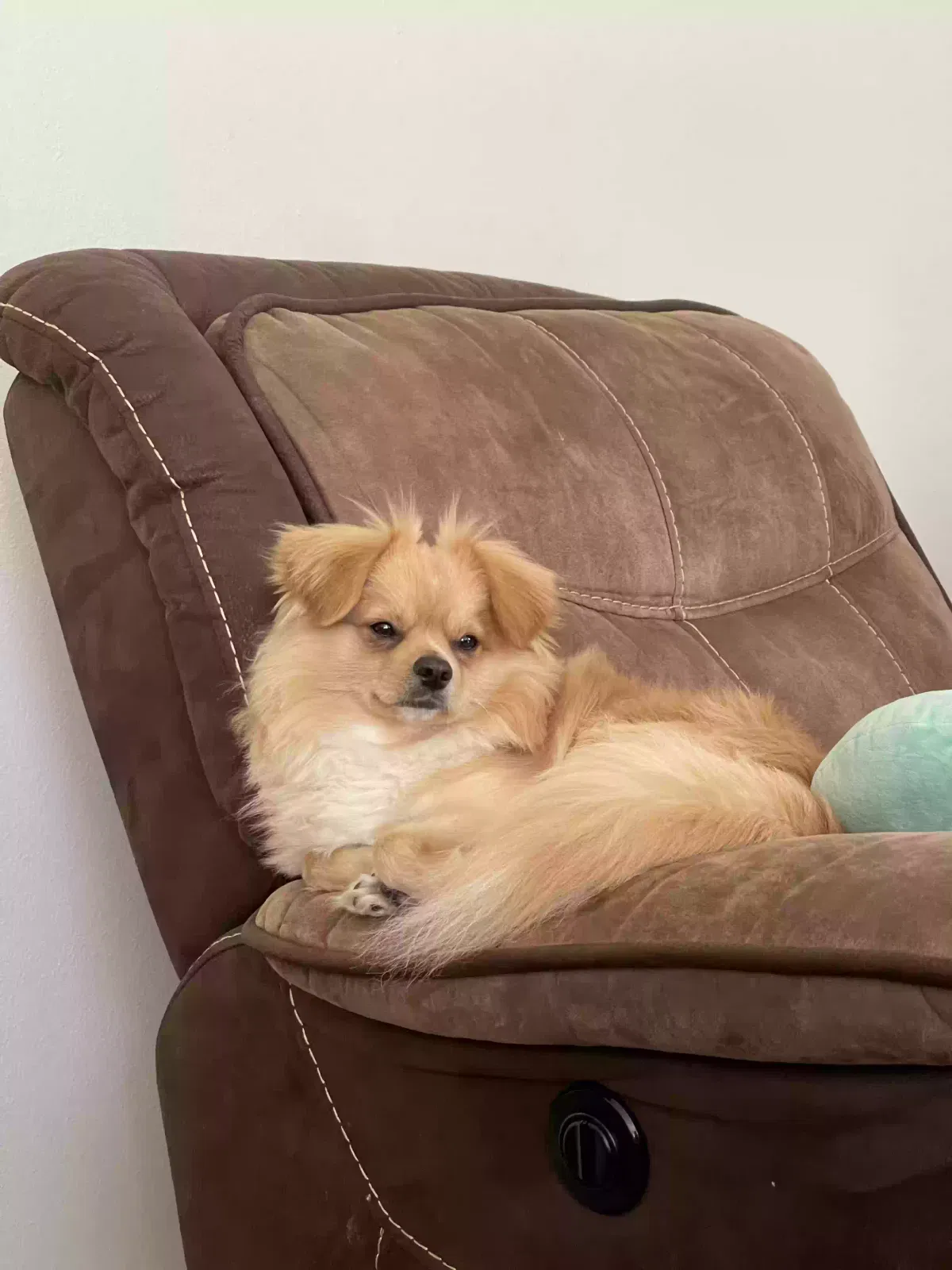 Lost dog in Lynnwood, WA, 98037