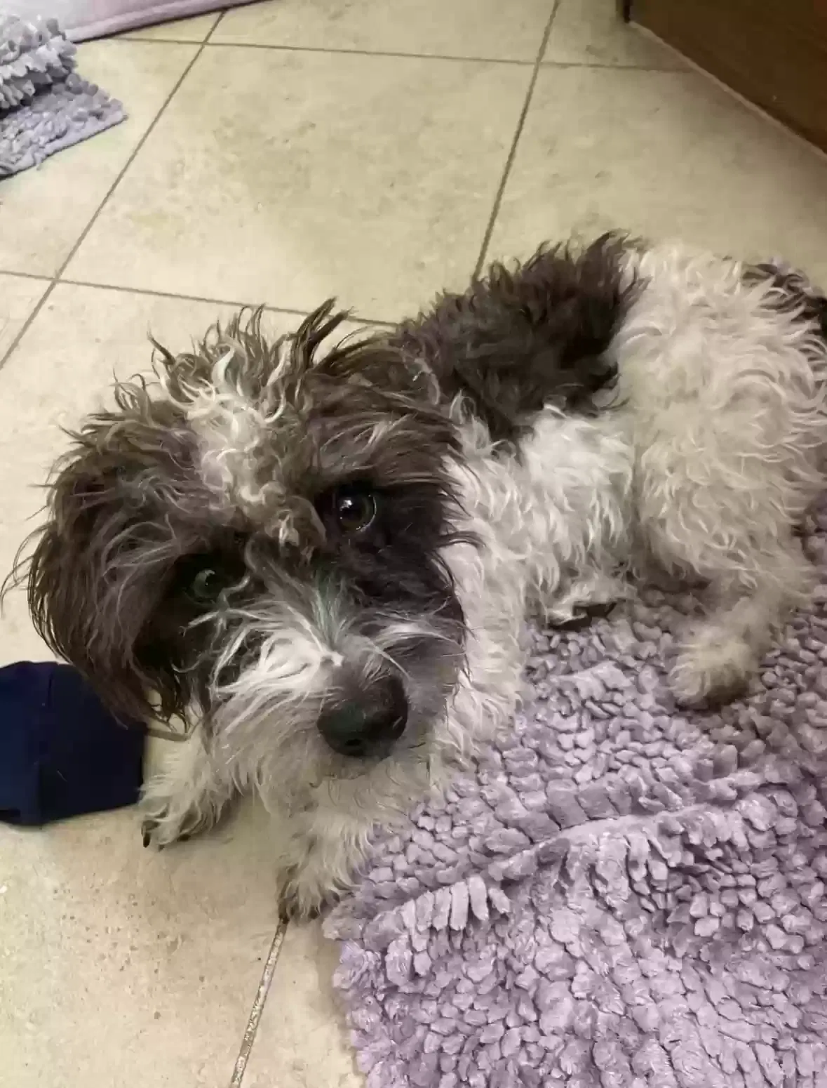 Lost dog in Las Vegas, NV, 89107