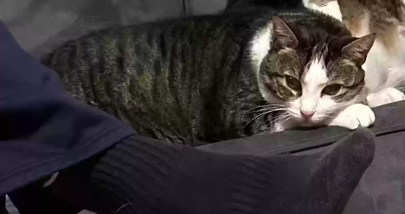 Lost cat in Auburn, WA, 98001