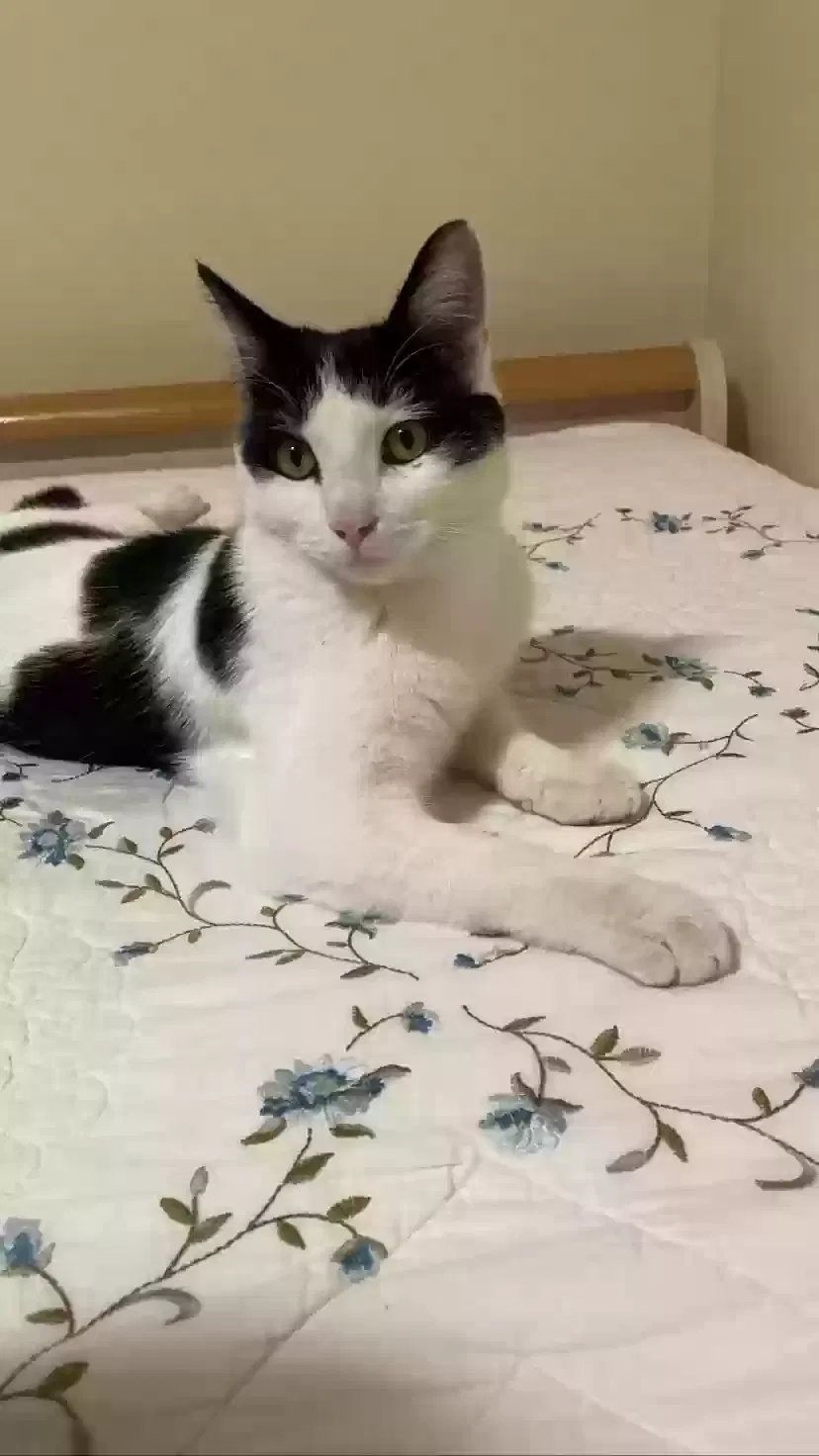 Lost cat in Hamtramck, MI, 48212