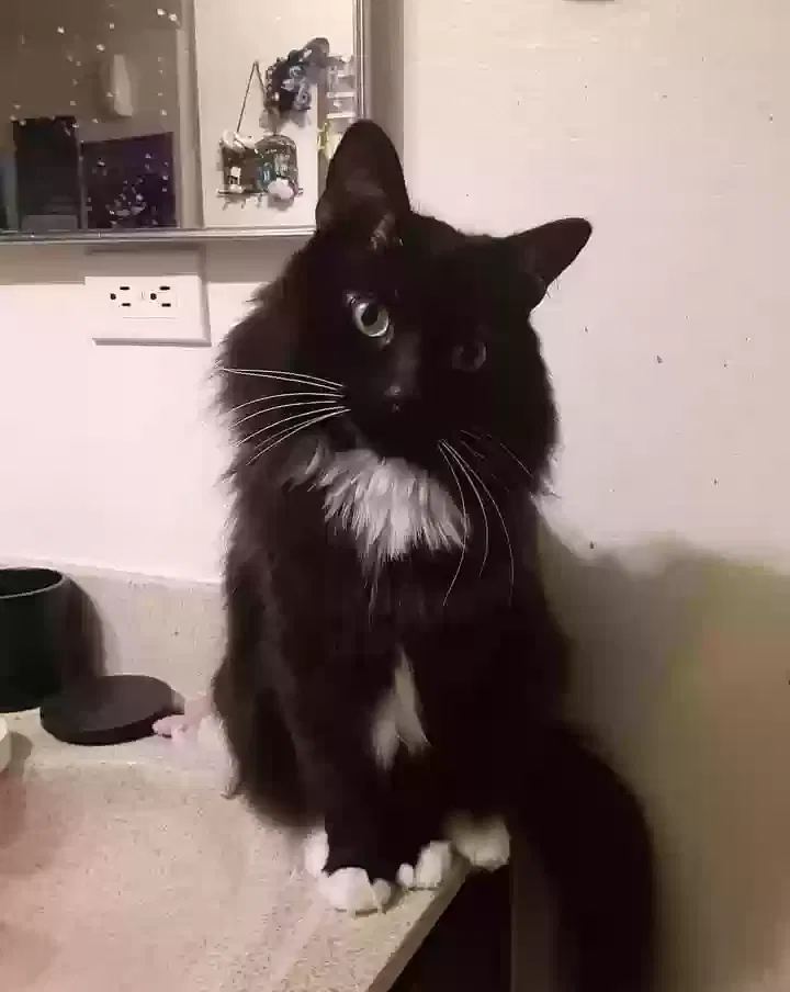 Lost cat in Mesa, AZ, 85201