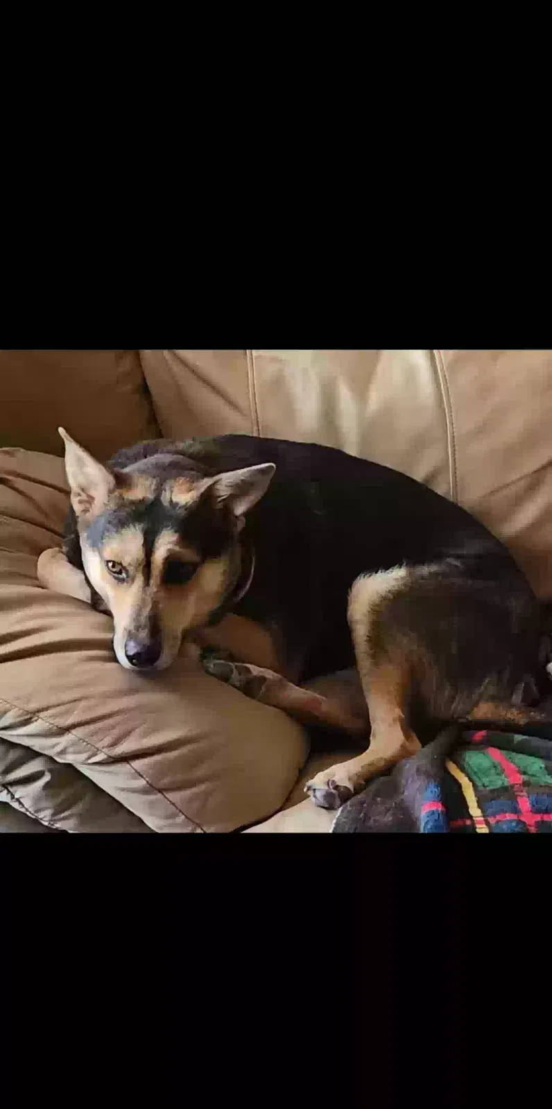 Lost dog in El Paso, TX, 79928