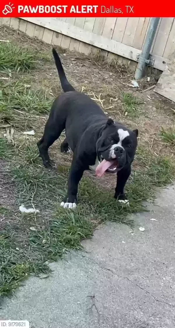 Lost dog in Dallas, TX, 75220