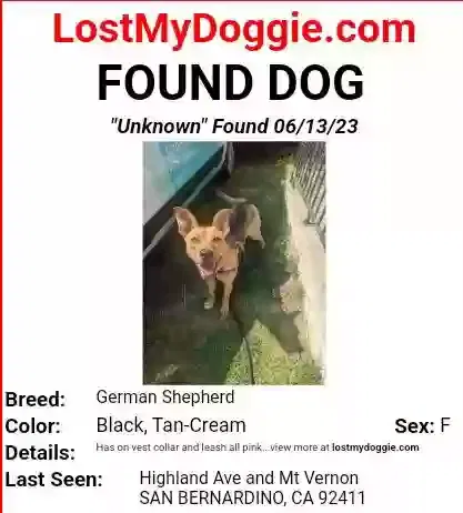 Found dog in San Bernardino, CA, 92411