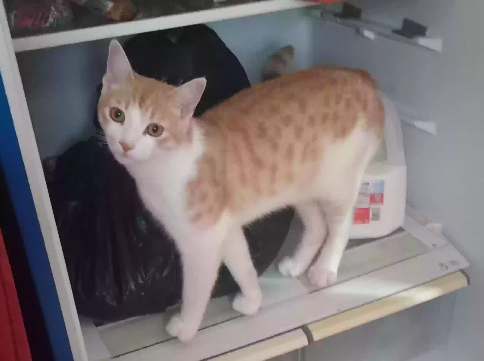 Lost cat in Cleveland, NC, 27013