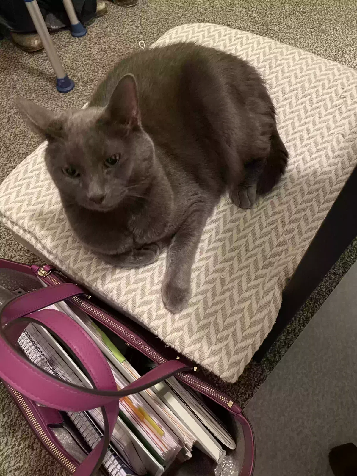 Lost cat in San Antonio, TX, 78247
