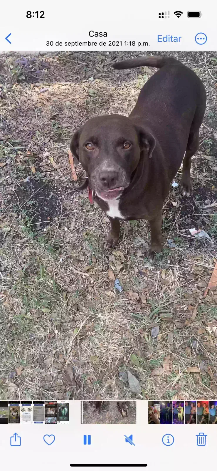 Lost dog in San Antonio, TX, 78228